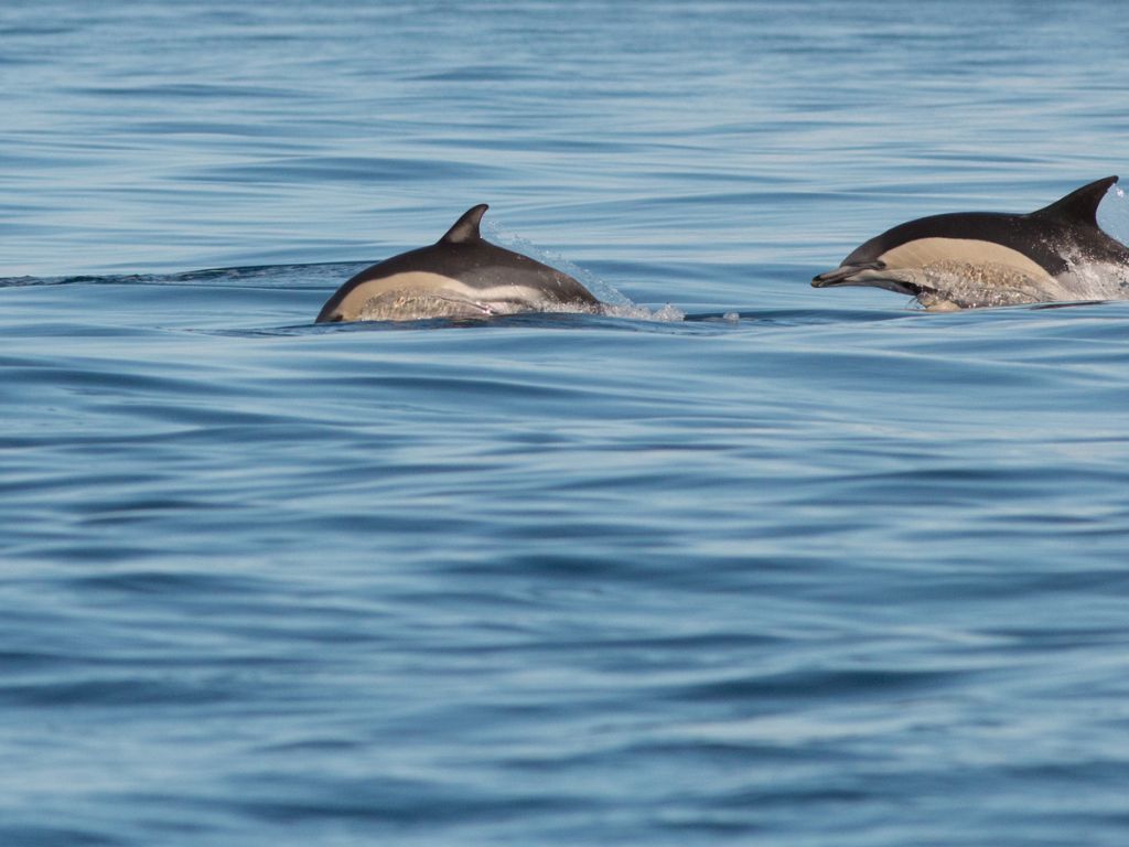 où observer les cétacés - Hotspot - Açores - Dauphin commun