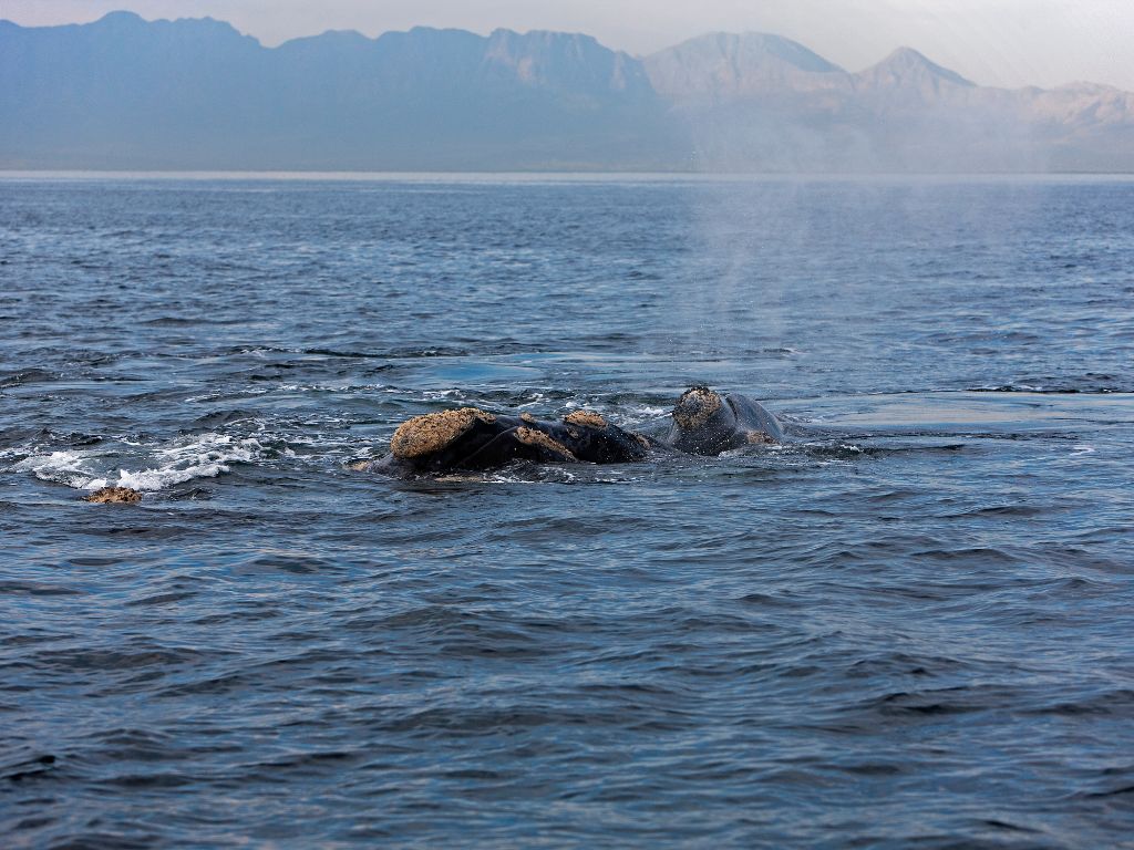 où observer les cétacés - Hotspot - Afrique du Sud - Baleine Franche 1