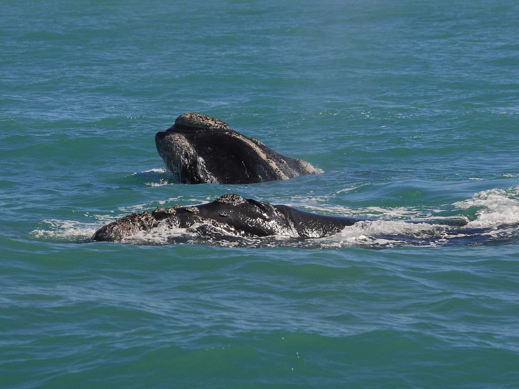 où observer les cétacés - Hotspot - Afrique du Sud - Baleine franche