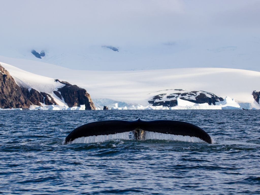 où observer les cétacés - Hotspot - Antarctique - Baleine à bosse - sonde