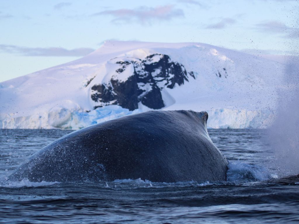 où observer les cétacés - Hotspot - Antarctique - Baleine à bosse