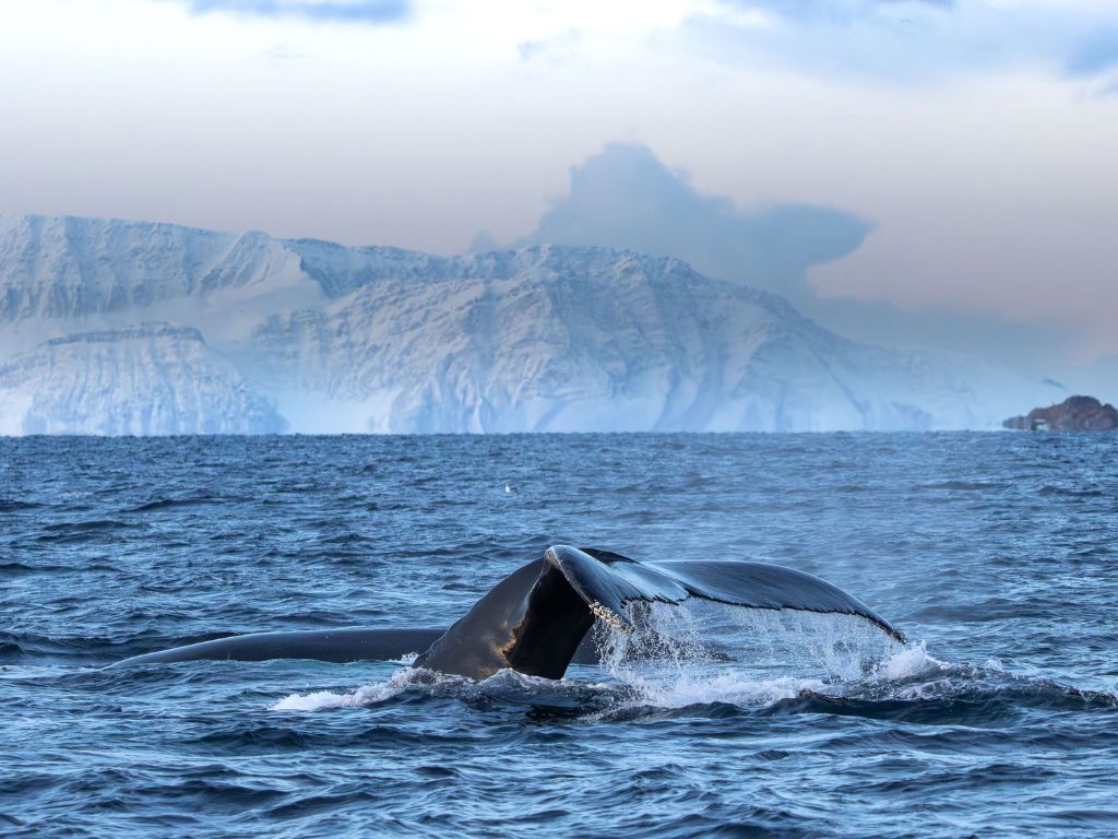 où observer les cétacés - Hotspot - Baleine à bosse - sonde