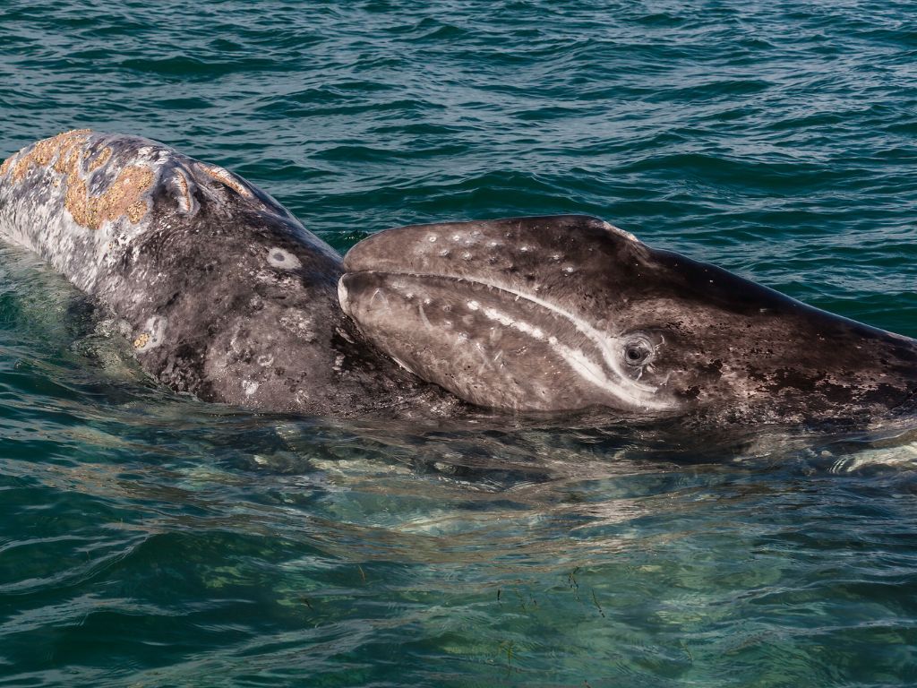 où observer les cétacés - Hotspot - Baya California - Baleine grise et veau