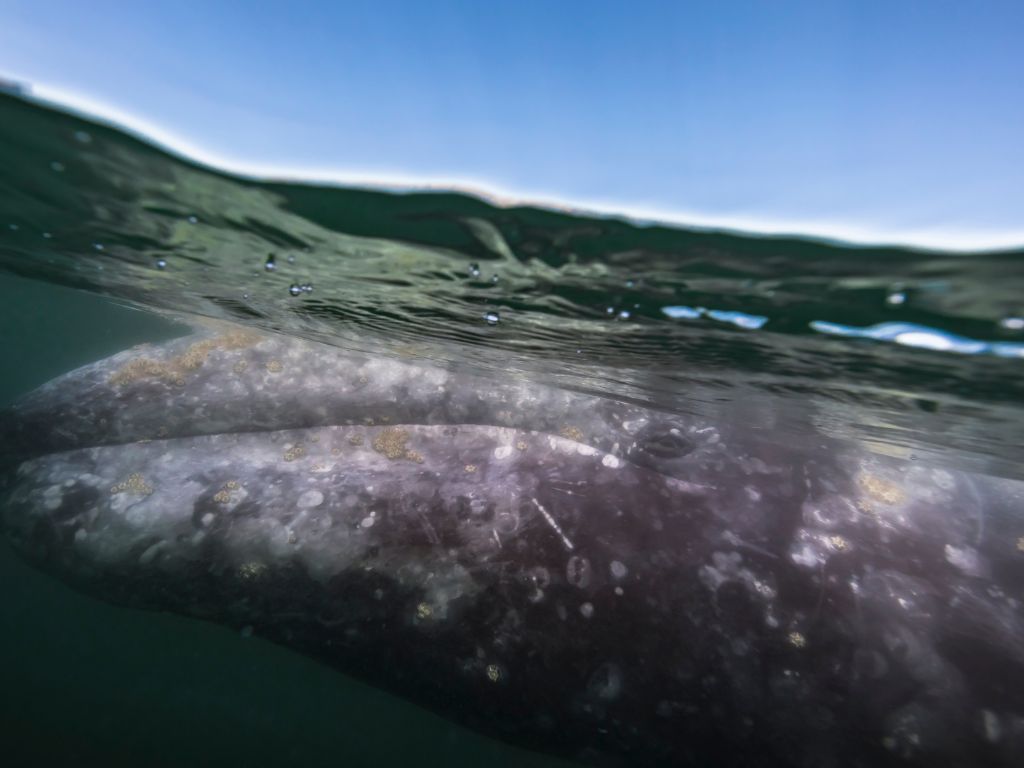 où observer les cétacés - Hotspot - Baya California - Baleine grise