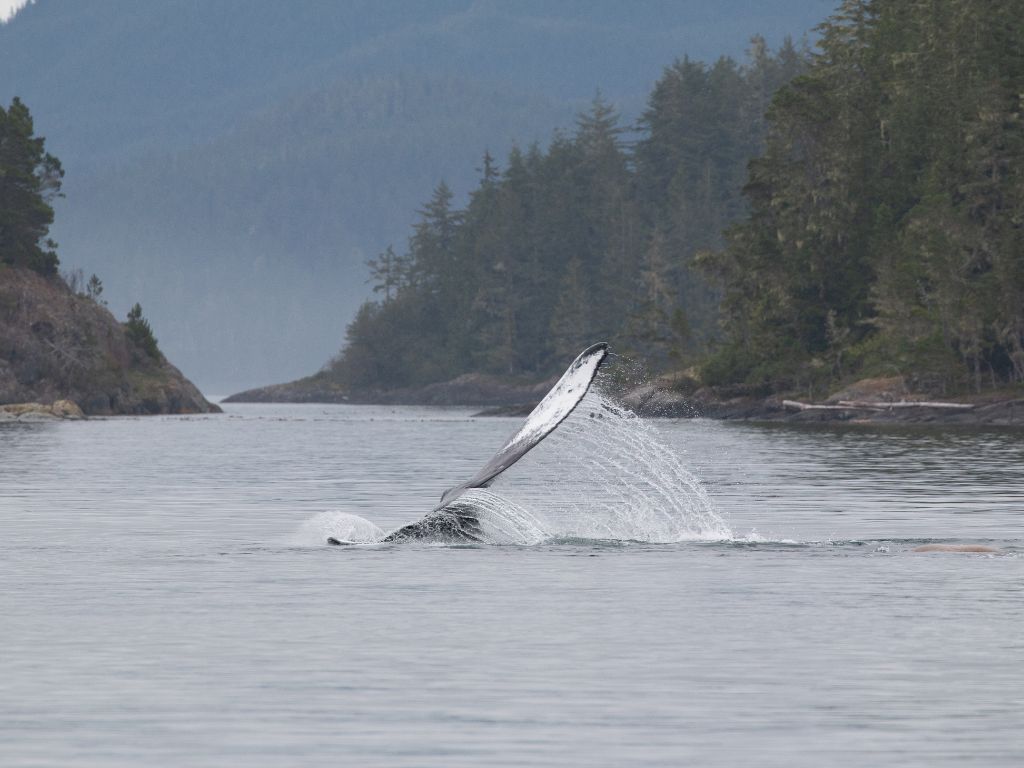 où observer les cétacés - Hotspot - Colombie britannique - Canada - Baleine à bosse