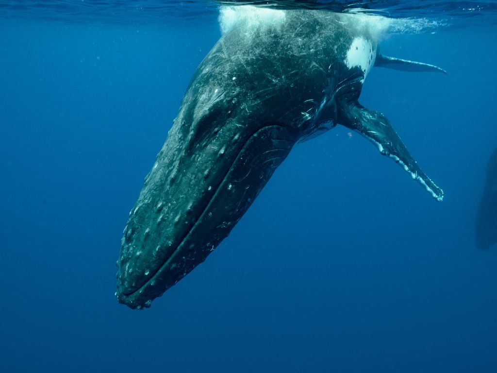 où observer les cétacés - Hotspot - Costa Rica Dome - Baleine à bosse
