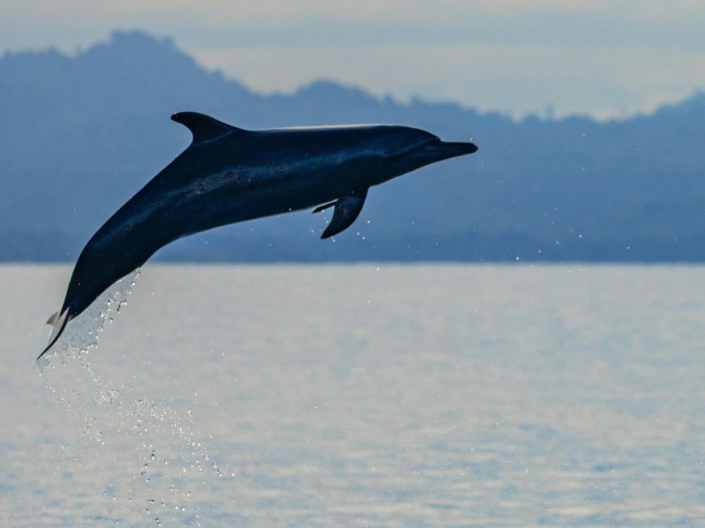 où observer les cétacés - Hotspot - Costa Rica Dome - Dauphin