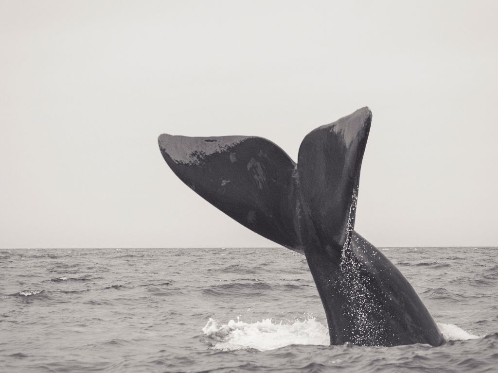 où observer les cétacés - Hotspot - Golfe du Maine - Nouvelle Ecosse - Baleine franche de l'Atlantique Nord