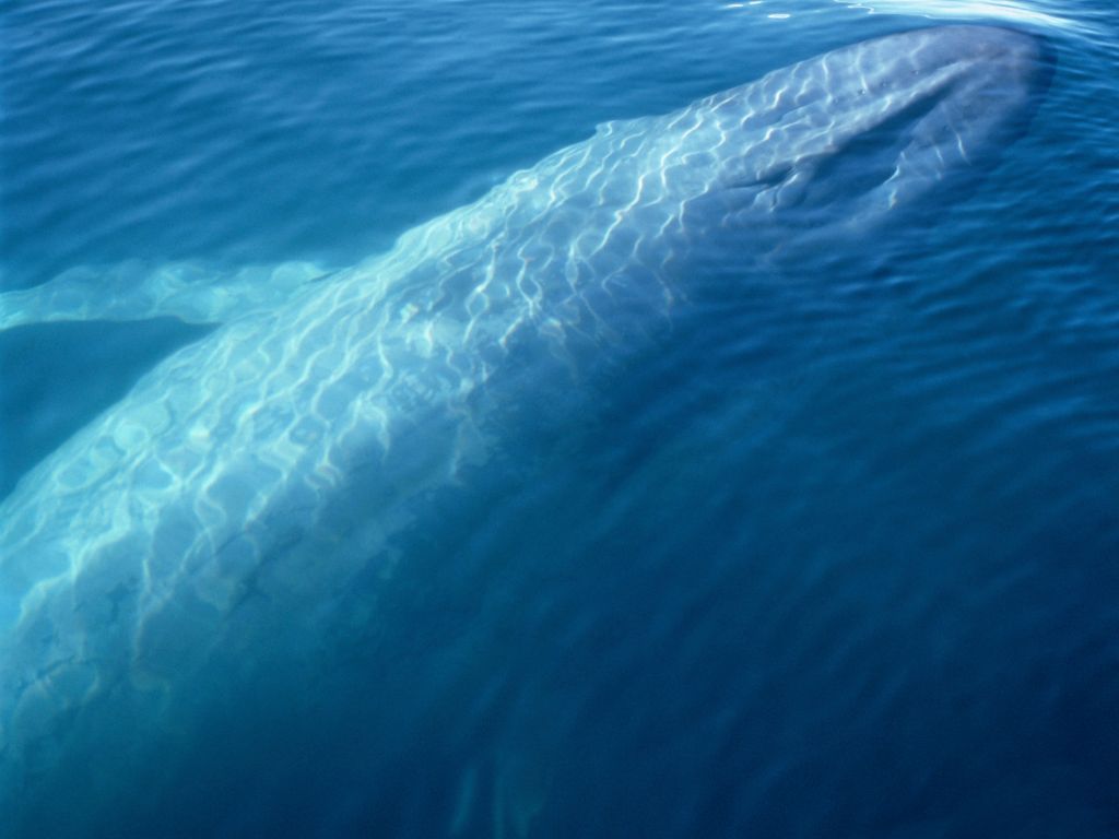 où observer les cétacés - Hotspot - Humboldt - Chili - Baleine bleue 2