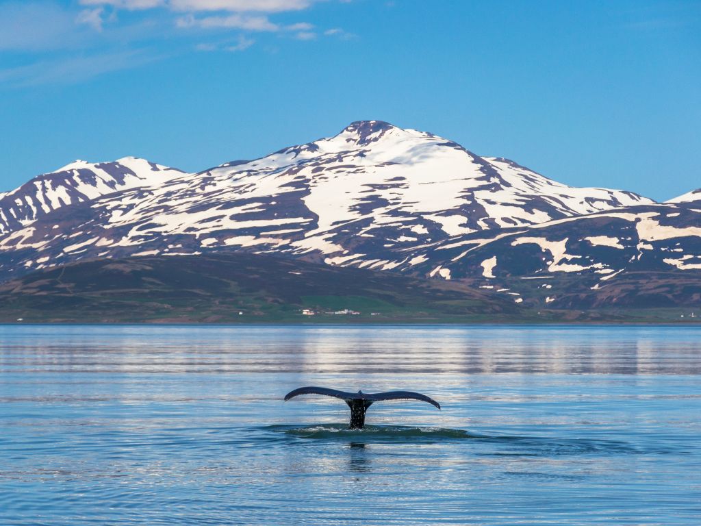 où observer les cétacés - Hotspot - Islande - Baleine à bosse