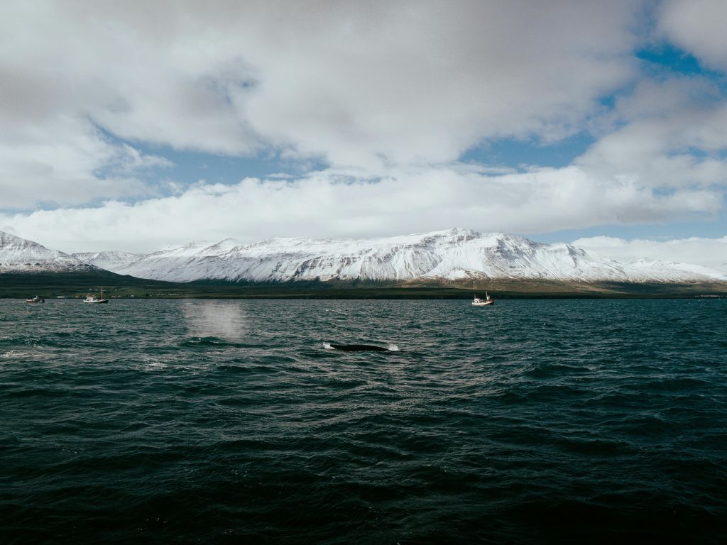 où observer les cétacés - Hotspot - Islande - cétacés