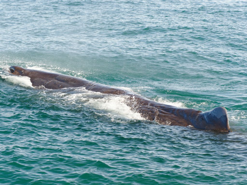 où observer les cétacés - Hotspot - Kaikoura - Nouvelle Zélande - Cachalot