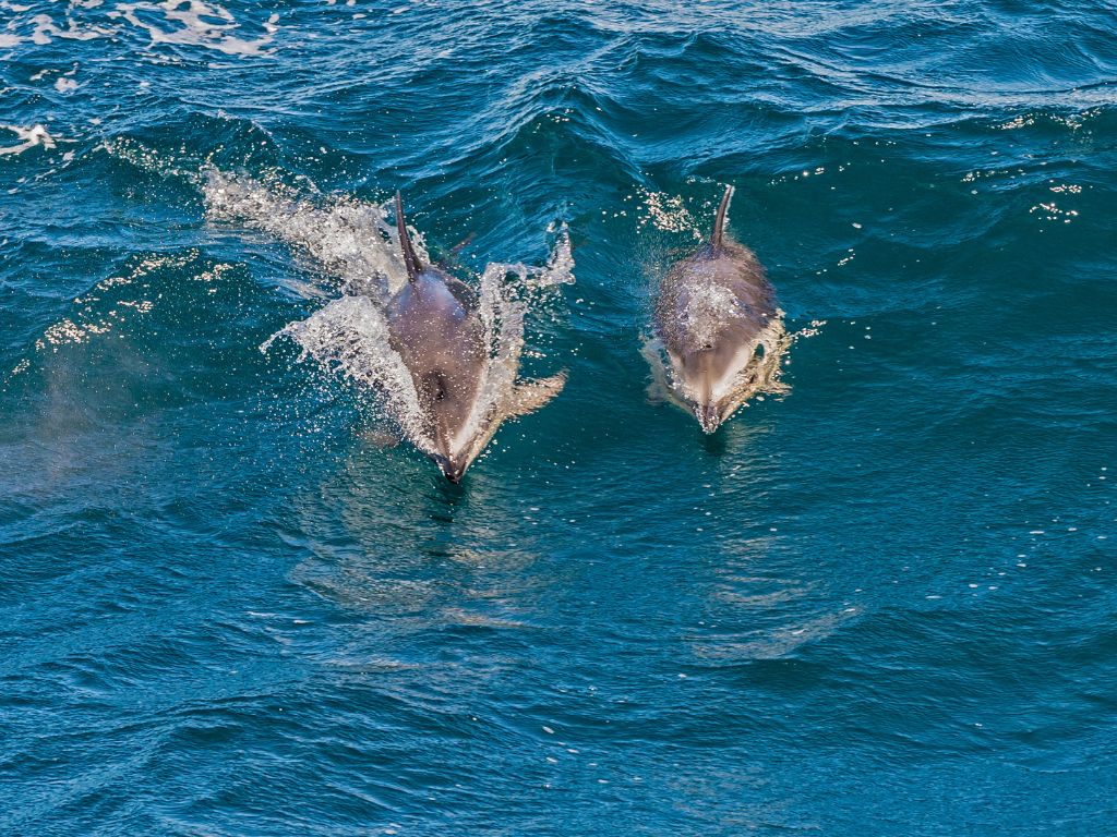 où observer les cétacés - Hotspot - Kaikoura - Nouvelle Zélande - Dauphins obscurs
