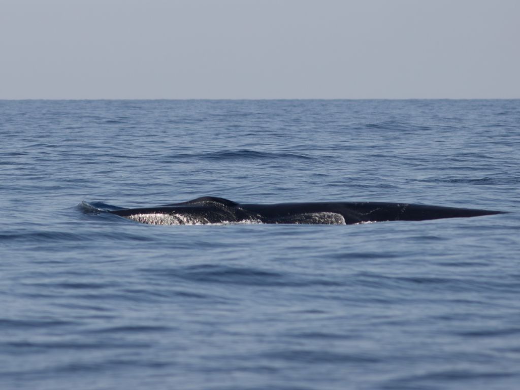 où observer les cétacés - Hotspot - Méditerranée - Rorqual commun