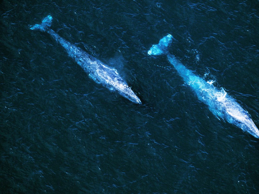 où observer les cétacés - Hotspot - Monterey bay - Californie - Baleines grises