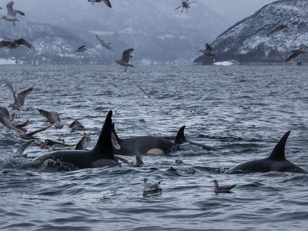 où observer les cétacés - Hotspot - Norvège - orques - alimentation