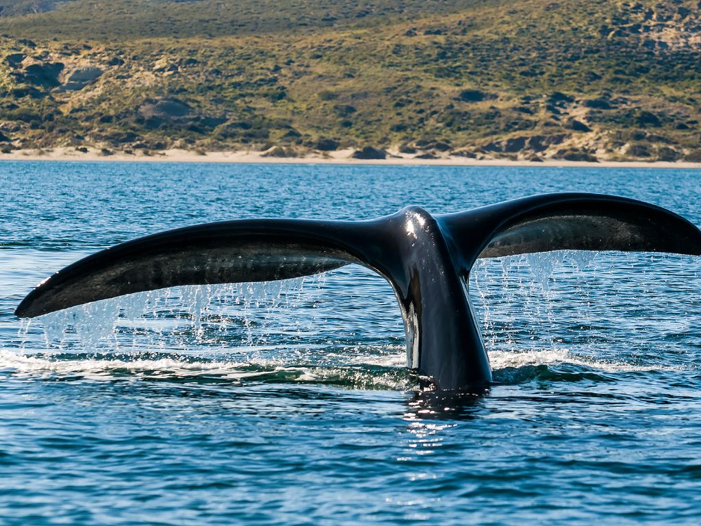 où observer les cétacés - Hotspot - Oman - Arabie - Baleine à bosse