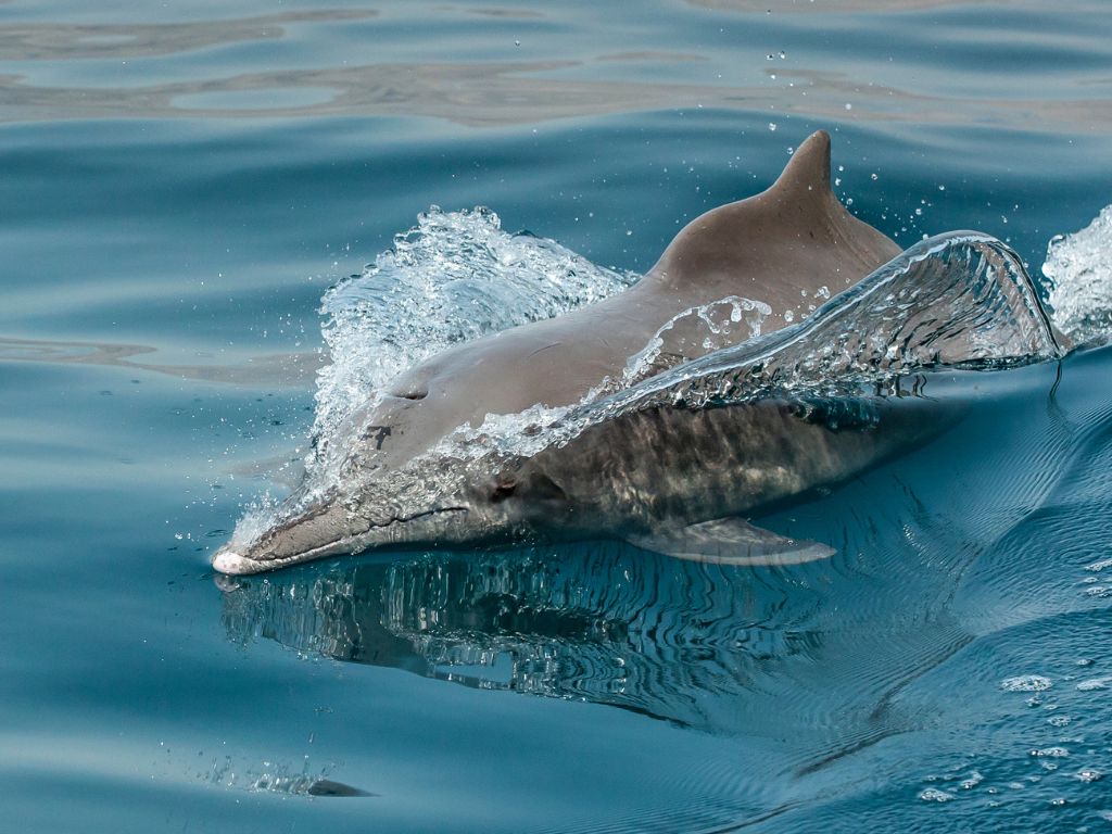 où observer les cétacés - Hotspot - Oman - Arabie - Dauphin à bosse de l'Océan Indien