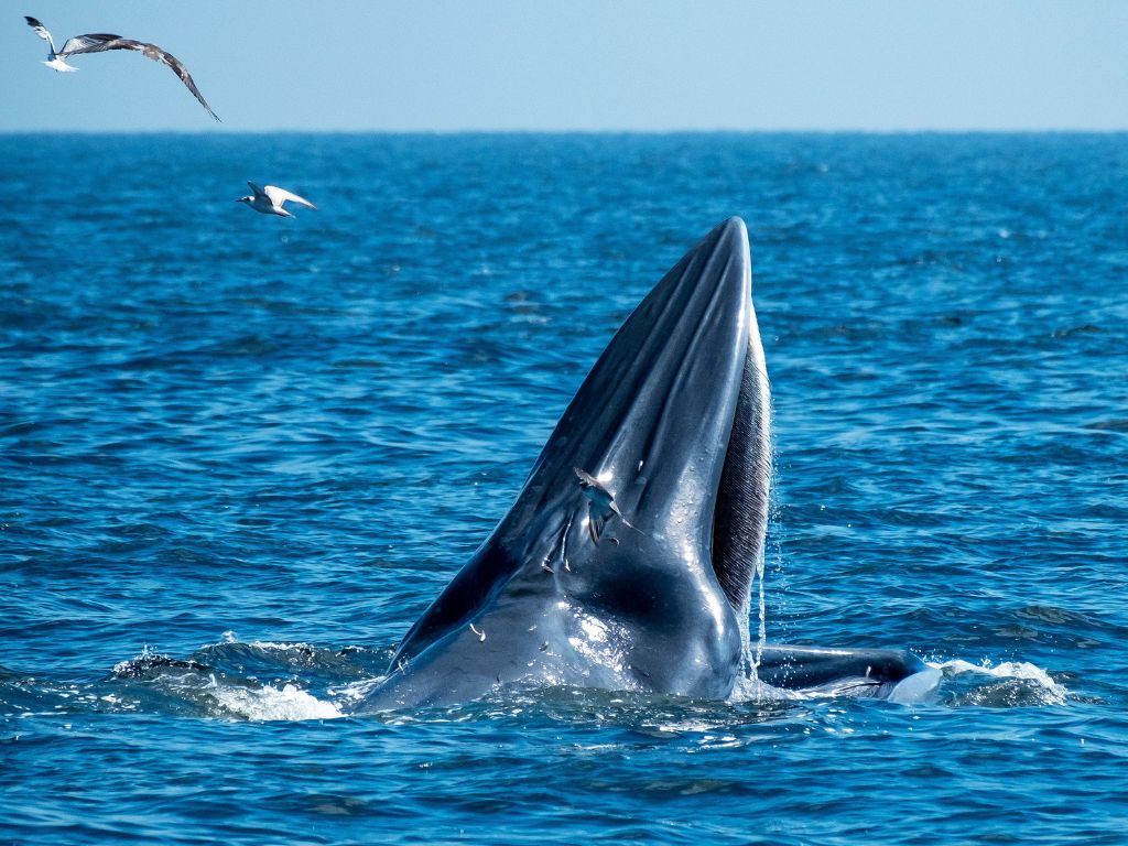 où observer les cétacés - Hotspot - Sri Lanka -Rorqual de Bryde - Alimentation