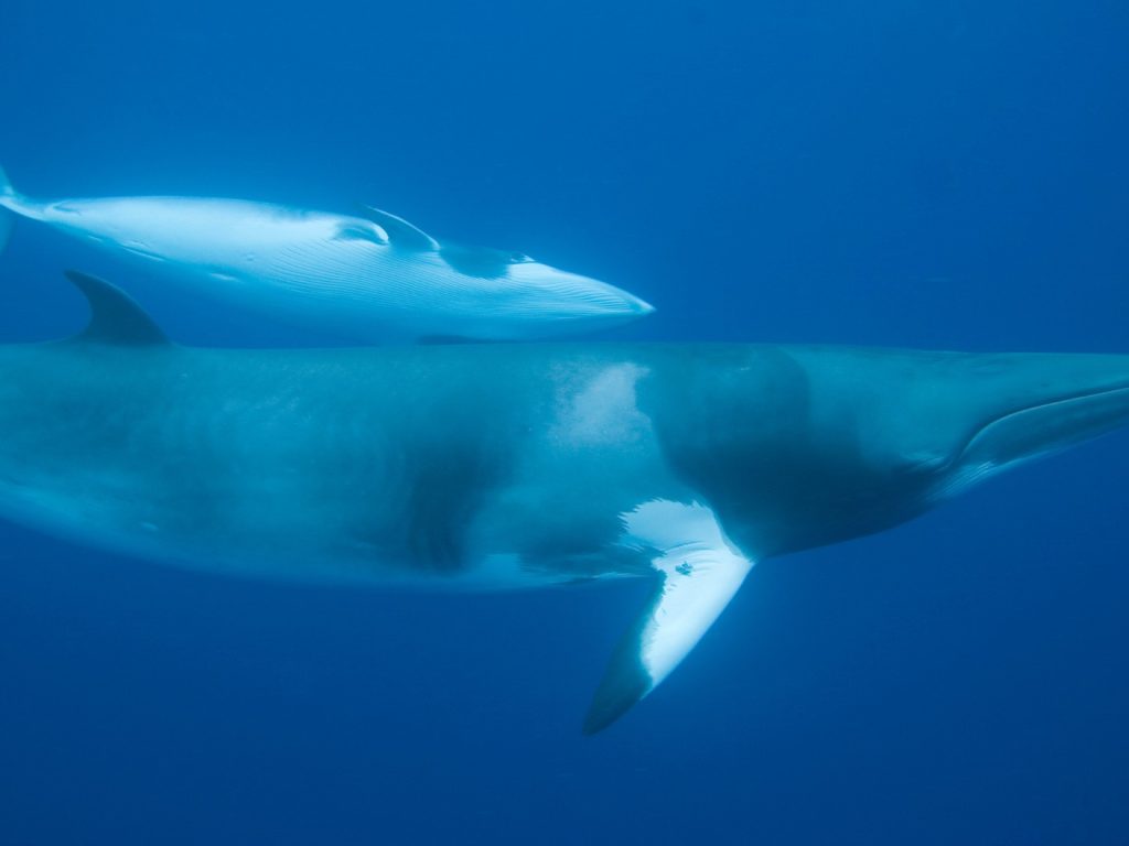 où observer les cétacés - Hotspot - Tadoussac - Québec - Rorqual de Minke