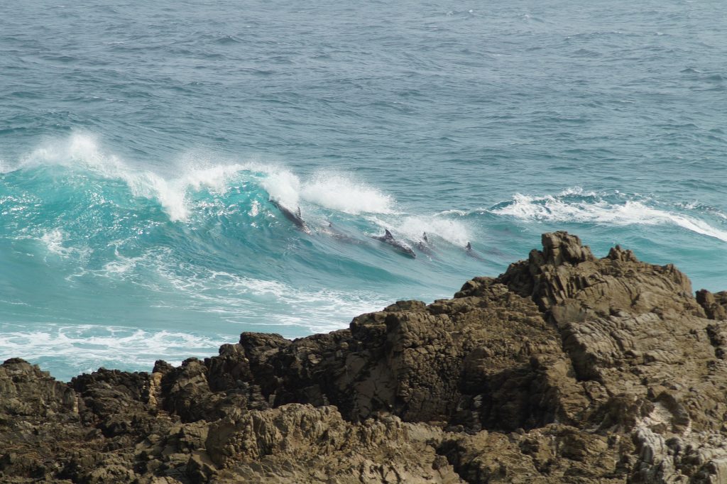 où observer les cétacés - Milieux côtiers - dauphins