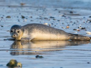 phoque commun - Phoca vitulina - Observer les cétacés en Colombie Britannique - Canada