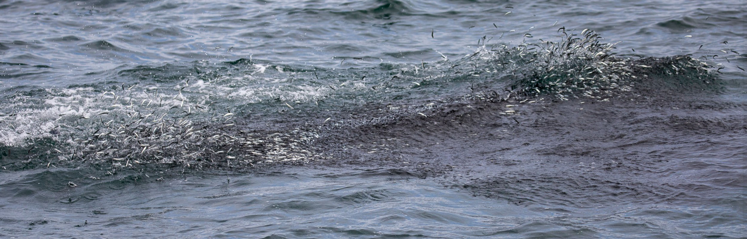 poissons - Observer les cétacés au Pays basque - écosystèmes - Copyright Explore ocean