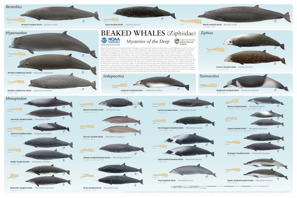 Baleines à bec - Ziphiidés - NOAA