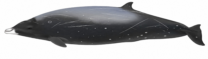 Espèces de cétacés - Baleine à bec d'Andrews - Mesoplodon bowdoini