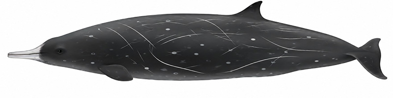 Espèces de cétacés - Baleine à bec de Hector - Mesoplodon hectori