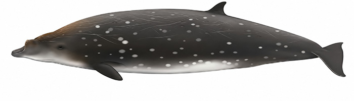 Espèces de cétacés - Baleine à bec de Blainville - Mesoplodon densirostris