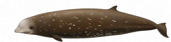 Espèces de cétacés - Baleine à bec de Cuvier - Ziphius cavirostris