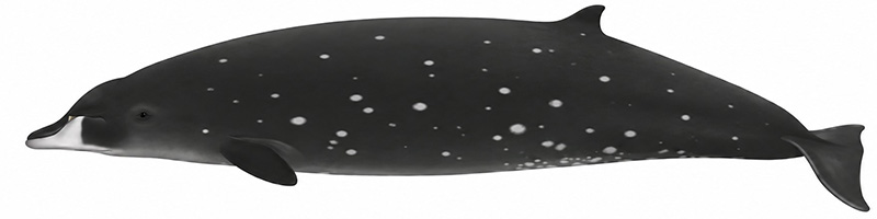 Espèces de cétacés - Baleine à bec de Deraniyagala - Mesoplodon hotaula