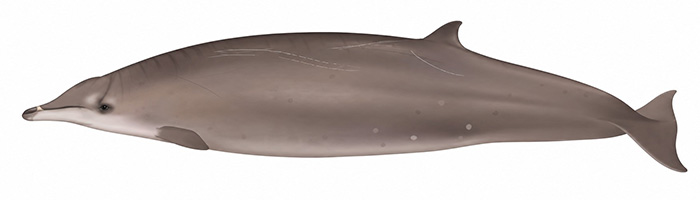 Espèces de cétacés - Baleine à bec de Gervais - Mesoplodon europaeus