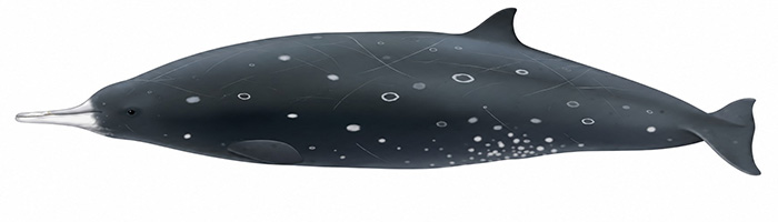 Espèces de cétacés - Baleine à bec de Gray - Mesoplodon grayi