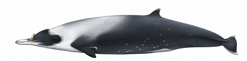 Espèces de cétacés - Baleine à bec de Layard - Mesoplodon layardii