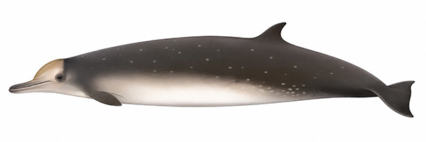 Espèces de cétacés - Baleine à bec de Longman - Indopacetus pacificus