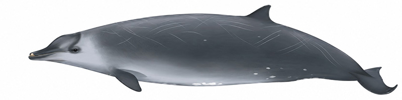 Espèces de cétacés - Baleine à bec de Perrin - Mesoplodon perrini