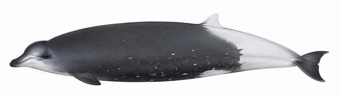 Espèces de cétacés - Baleine à bec de Ramari - Mesoplodon eueu
