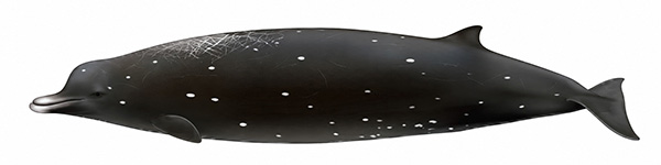 Espèces de cétacés - Baleine à bec de Sato - Berardius minimus