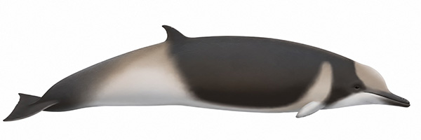 Espèces de cétacés - Baleine à bec de Shepherd - Tasmacetus shepherdi