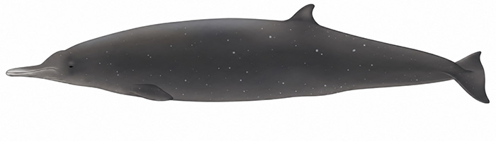 Espèces de cétacés - Baleine à bec de Sowerby - Mesoplodon bidens