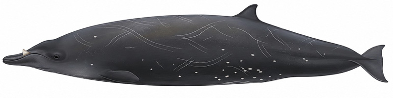 Espèces de cétacés - Baleine à bec de Stejneger - Mesoplodon stejnegeri