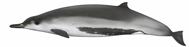 Espèces de cétacés - Baleine à bec de Travers - Mesoplodon traversii
