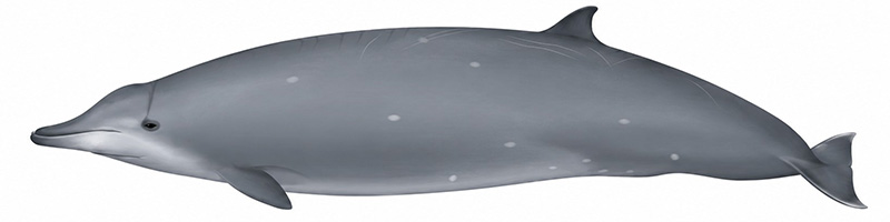 Espèces de cétacés - Baleine à bec de True - Mesoplodon mirus