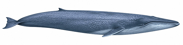 Espèces de cétacés - Baleine bleue - balaenoptera musculus