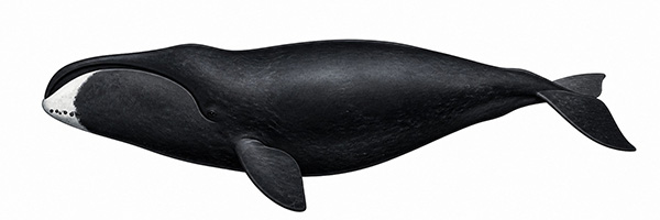 Espèces de cétacés - Baleine boréale - Balaena mysticetus