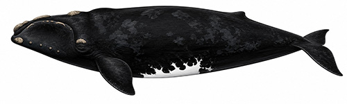 Espèces de cétacés - Baleine franche australe - Eubalaena australis