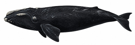 Espèces de cétacés - Baleine franche de l'Atlantique Nord - Eubalaena glacialis