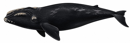 Espèces de cétacés - Baleine franche du Pacifique Nord - Eubalaena japonica